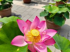 -莲花池公园