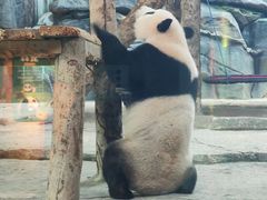 -武汉动物园
