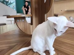 -飞行喵MR PILOT|猫舍·猫咖(静安大融城店)