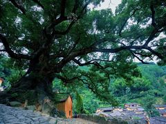 -杨家堂村
