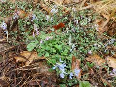 -鲁山国家森林公园