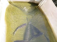 -寻味肇庆·八姑农庄·广府西江菜