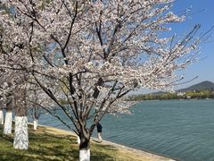 -羊山湖公园