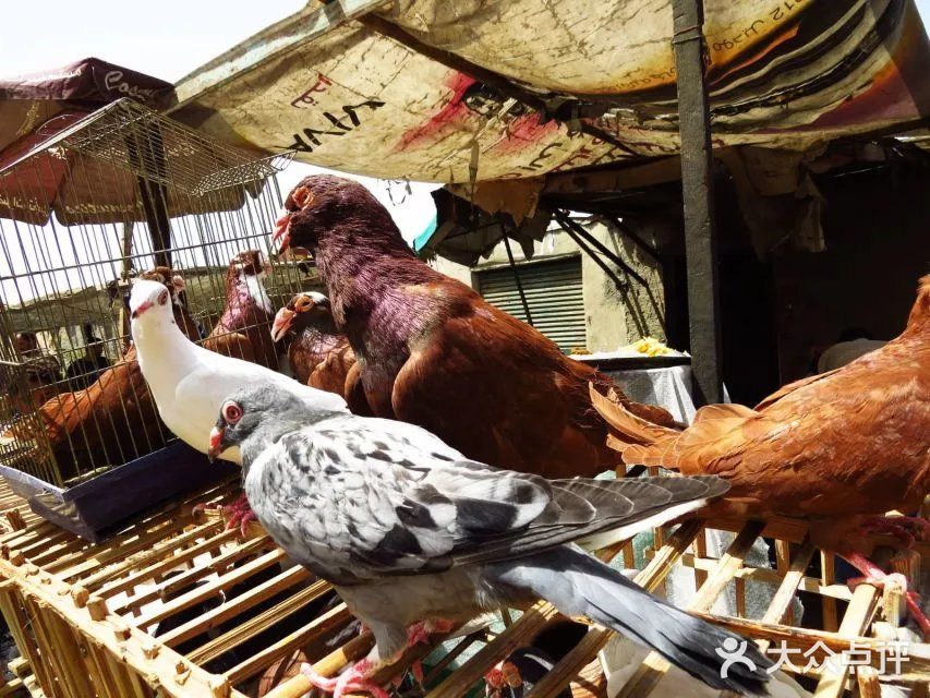 鸽子市场,啥子稀奇古怪的小动物都有~