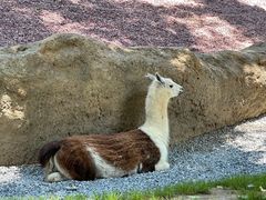 -北京野生动物园