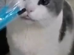 -瑞派动物医院·猫专科·至诚(江南中分院)