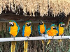 -西霞口神雕山野生动物世界