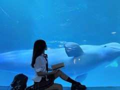 -海合安成都极地海洋公园