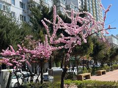 -哈尔滨极乐寺