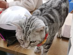 -平行世界·猫咖(首经贸店)
