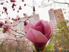 -西清公园