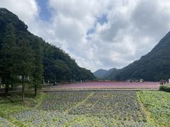 -广州市石门国家森林公园
