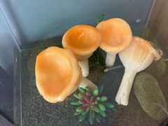 -菌彩云南野生菌火锅(万达广场店)