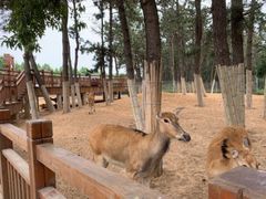-渡海小渔村.老辈日照菜