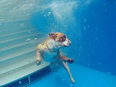 -超宠爱宠物摄影-Super pet