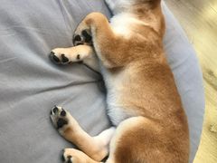 -浣熊柯尔鸭土拨鼠·电玩咖