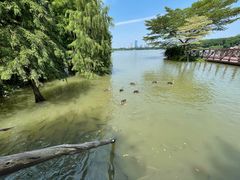 -海珠湖公园