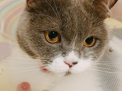 -佳怡动物医院·平价24小时·猫专科骨外科
