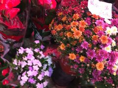 -花鸟鱼虫鲜花绿植市场(玉泉路店)