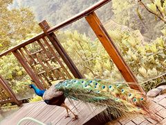 -新安江山水画廊风景区