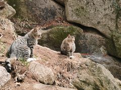 -崂山巨峰游览区