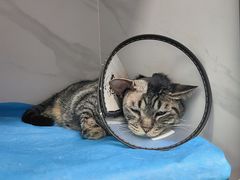 -北京派仕佳德动物医院·超导核磁·CT·神经科·骨科·内外科·急重症管理中心