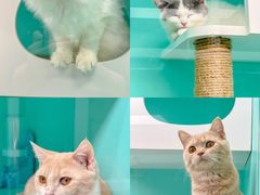 -猫宠乐园·专业洗护