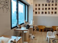 -有喵·猫咖·狗咖·30几只猫10只小狗(岗厦店)