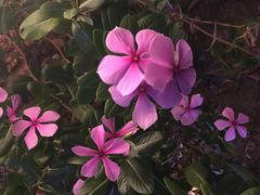 -茶颜悦色(银盆岭万达广场店)