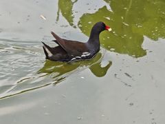 -莲花池公园