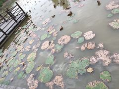 -大湾区中央湿地公园