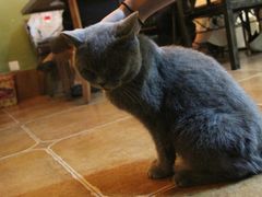 -李小姐の猫咖啡馆(五角场店)
