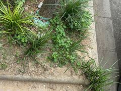 -王记姚家味·地道苏帮菜(凤凰街店)
