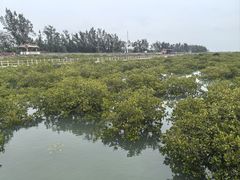 -北海金海湾红树林生态旅游区