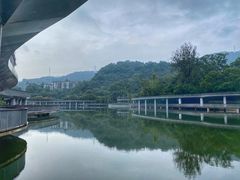 -银湖山郊野公园-相思林