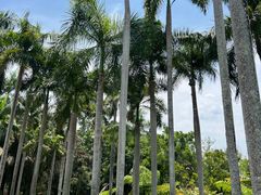-中国科学院西双版纳热带植物园