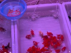 -中环花鸟鱼虫市场