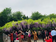 -嘉定紫藤园
