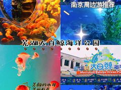 -芜湖新华联大白鲸海洋公园