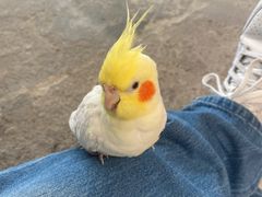 -吉丁鸟咖·异宠·寄养
