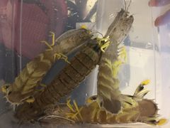 -泰华海鲜中餐厅(普吉镇店)