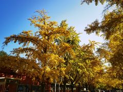 -三里屯东五街银杏大道