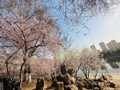 -桃花堤公园