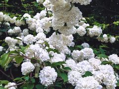 -上海滨江森林公园