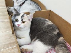 -李小姐の猫咖啡馆(五角场店)