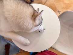 -Let's go狗咖·猫咖·奶狗·桌游(春熙路IFS店)