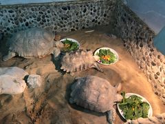 -上海大自然野生昆虫馆(东方明珠·爬宠昆虫探索中心)