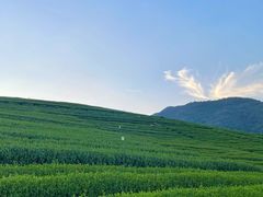 -龙坞茶村