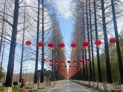 -黄海国家森林公园