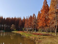 -黄海国家森林公园